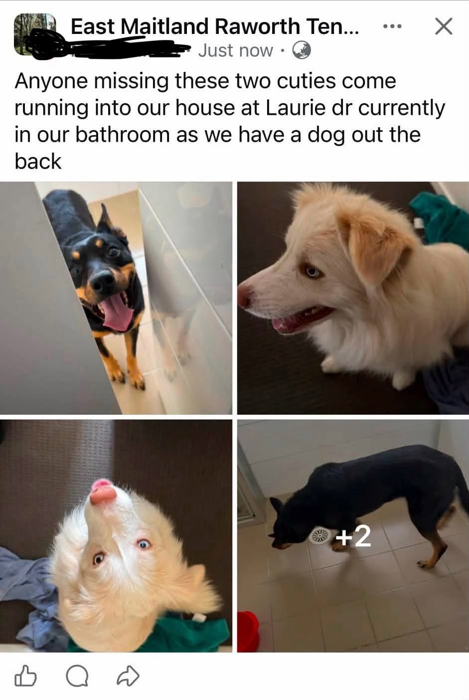 Found Dog in East Maitland