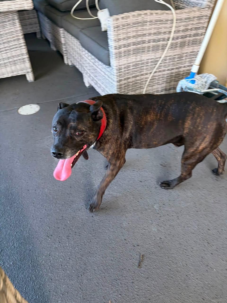 Found dog