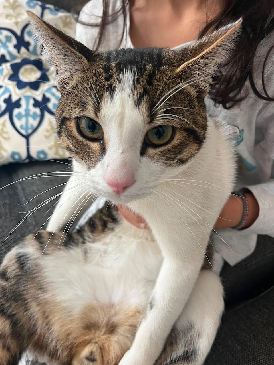 Lost Cat in Top Ryde
