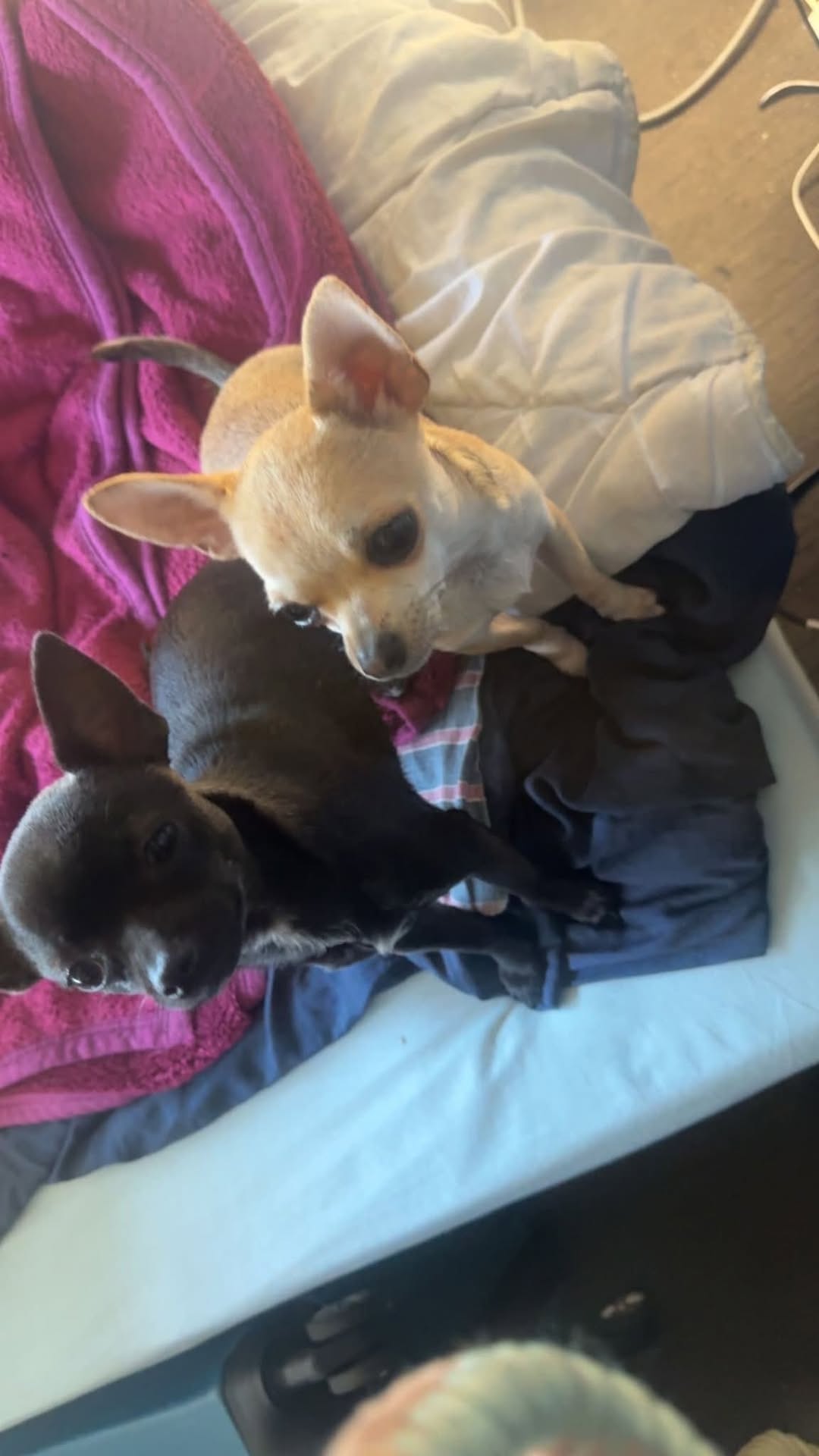 Found dog