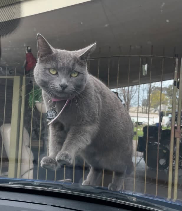 Found Cat in Victoria