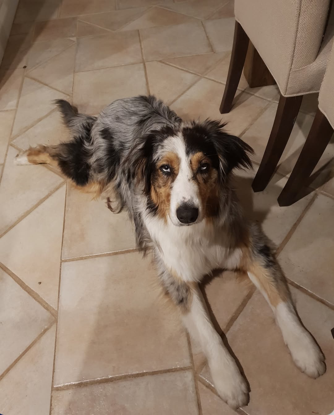 Lost Dog in New South Wales