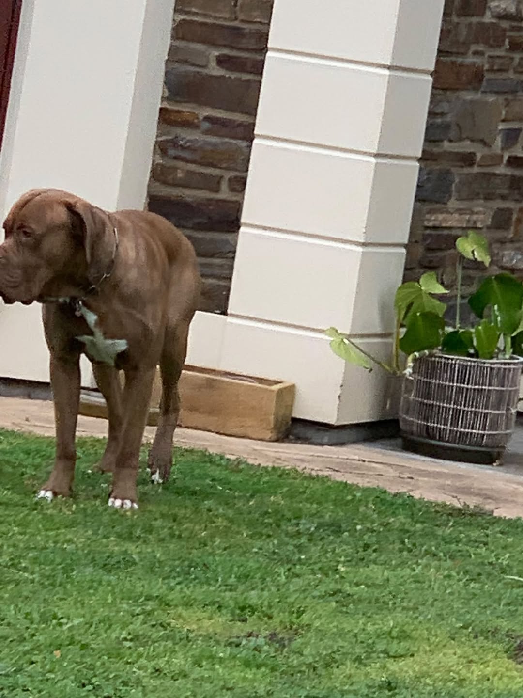 Found Dog in Adelaide