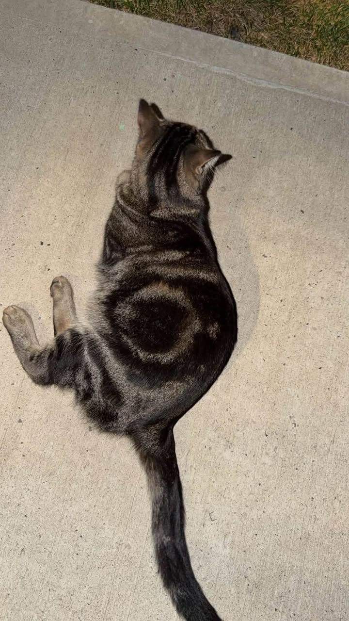 Lost Cat in Local