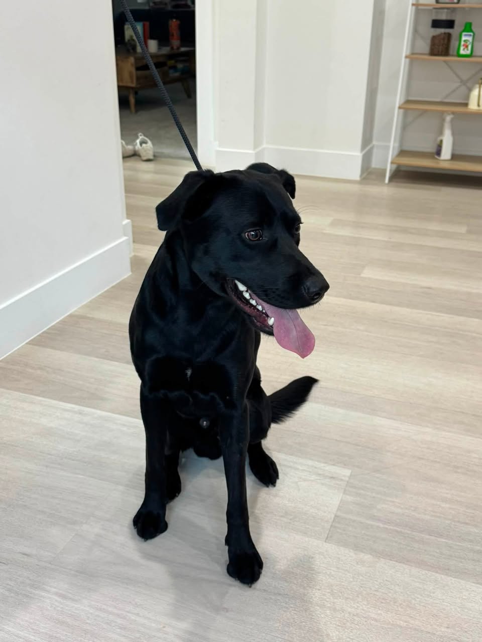 Found Dog in Caroline Springs