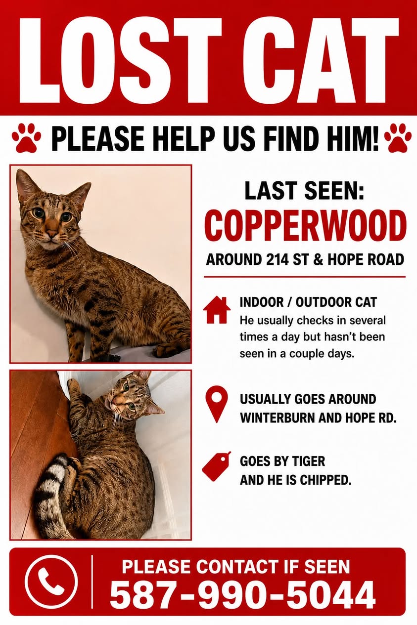Lost Cat in Edmonton