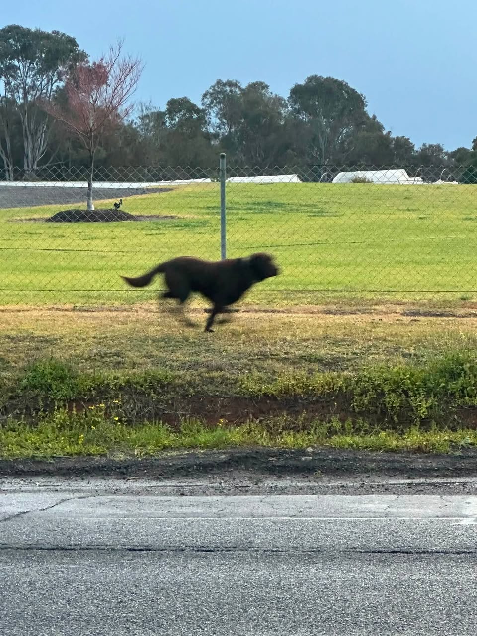 Found Dog in Australia