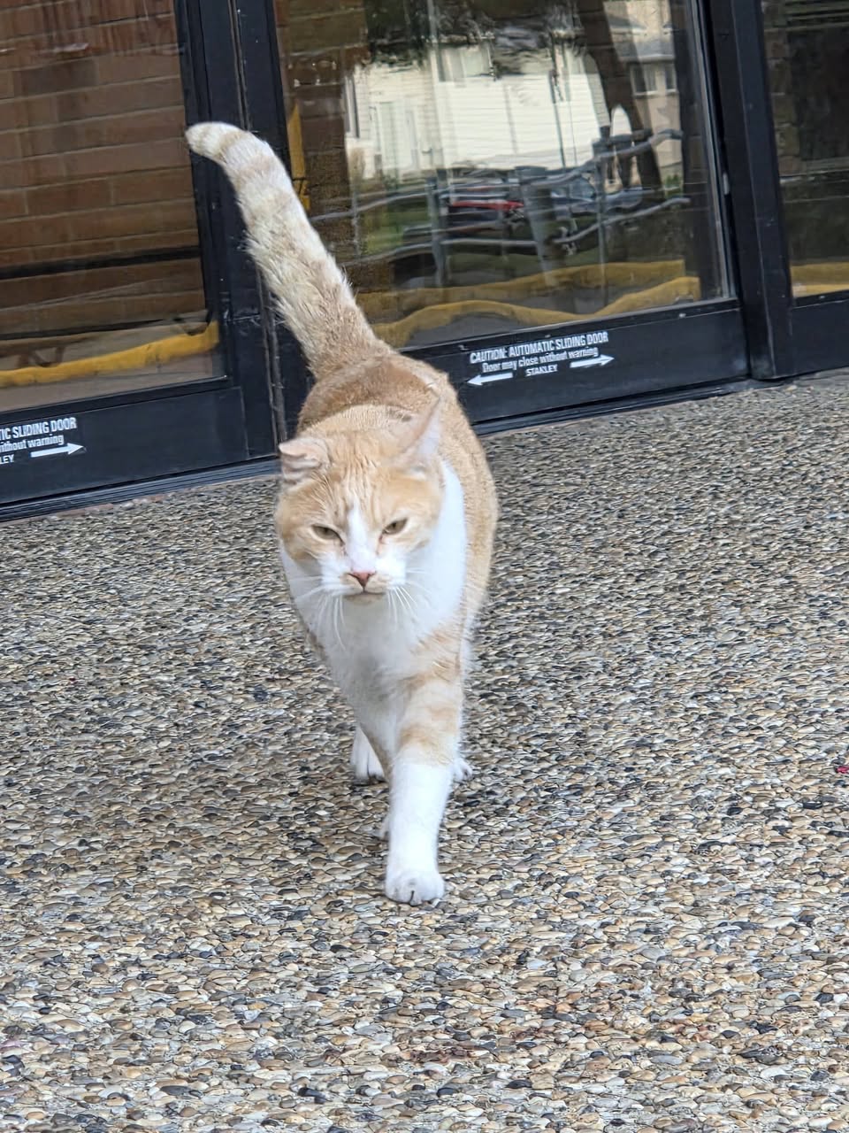 Found cat