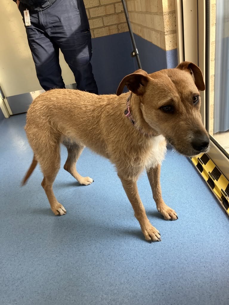Found dog