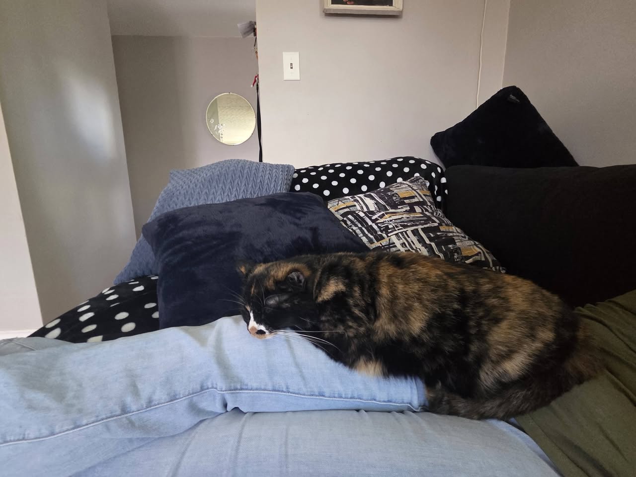 Lost cat