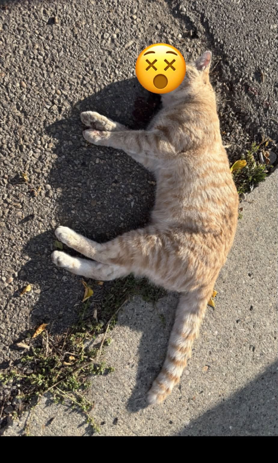 Found cat