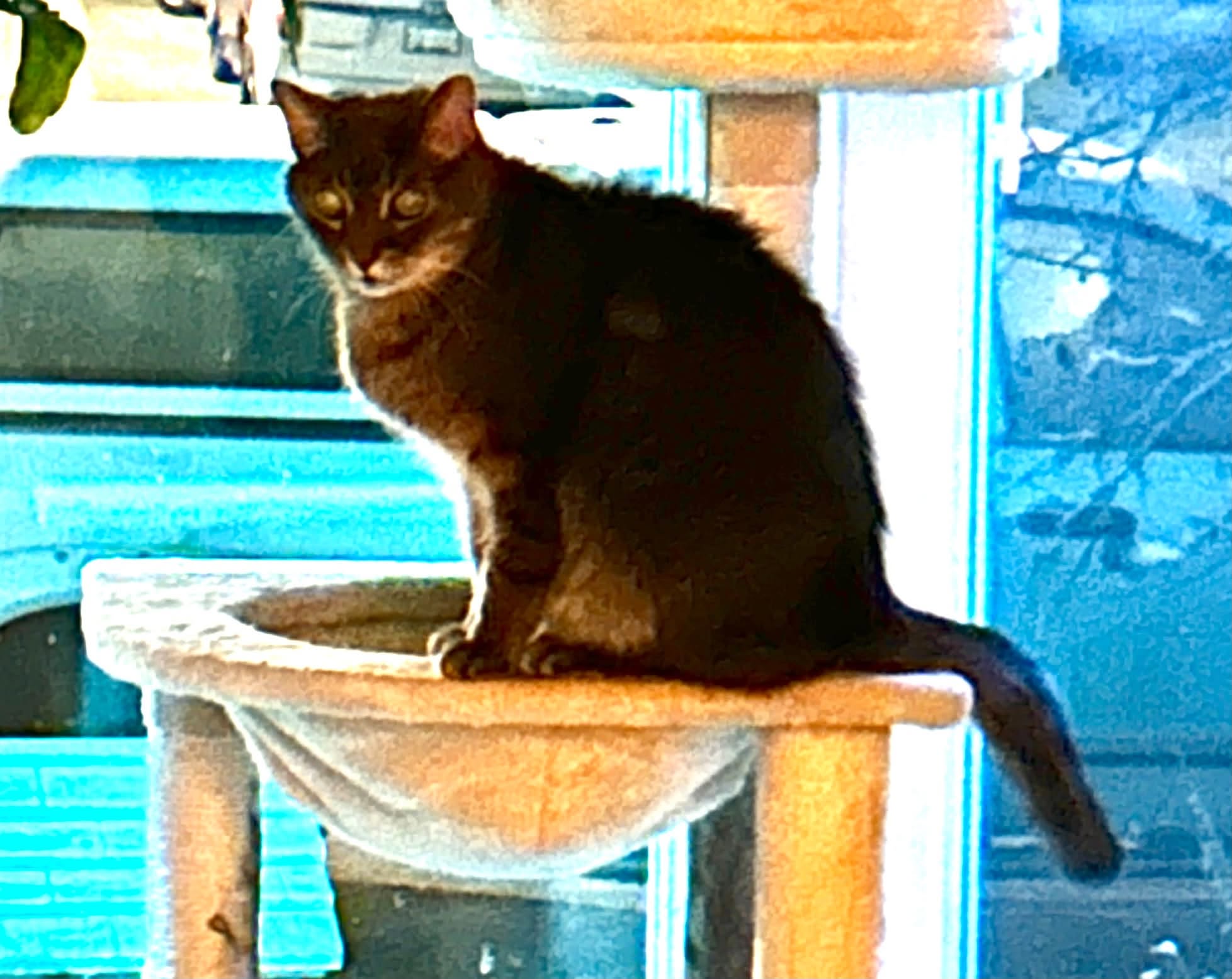Lost Cat in Belle Rive