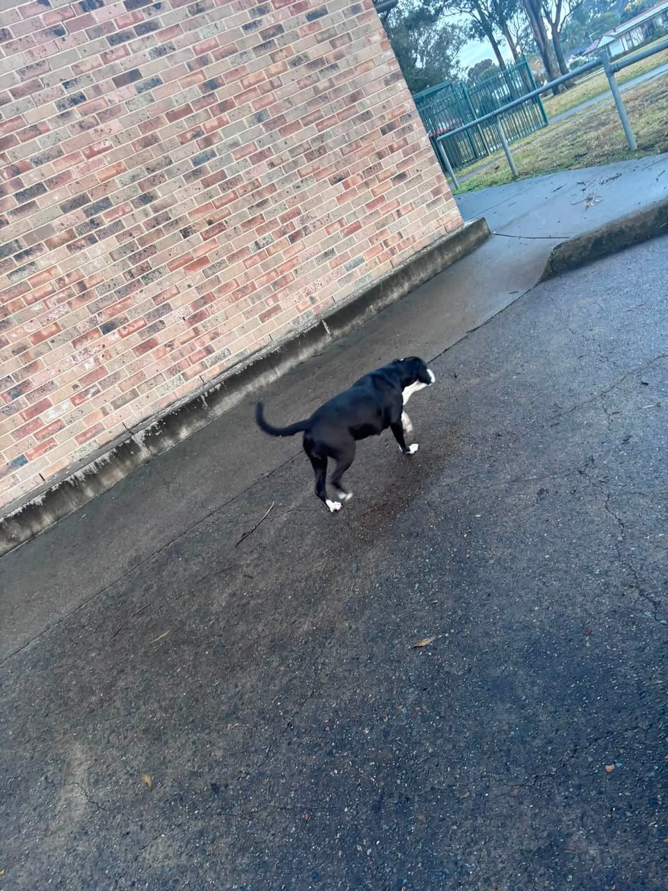 Found dog