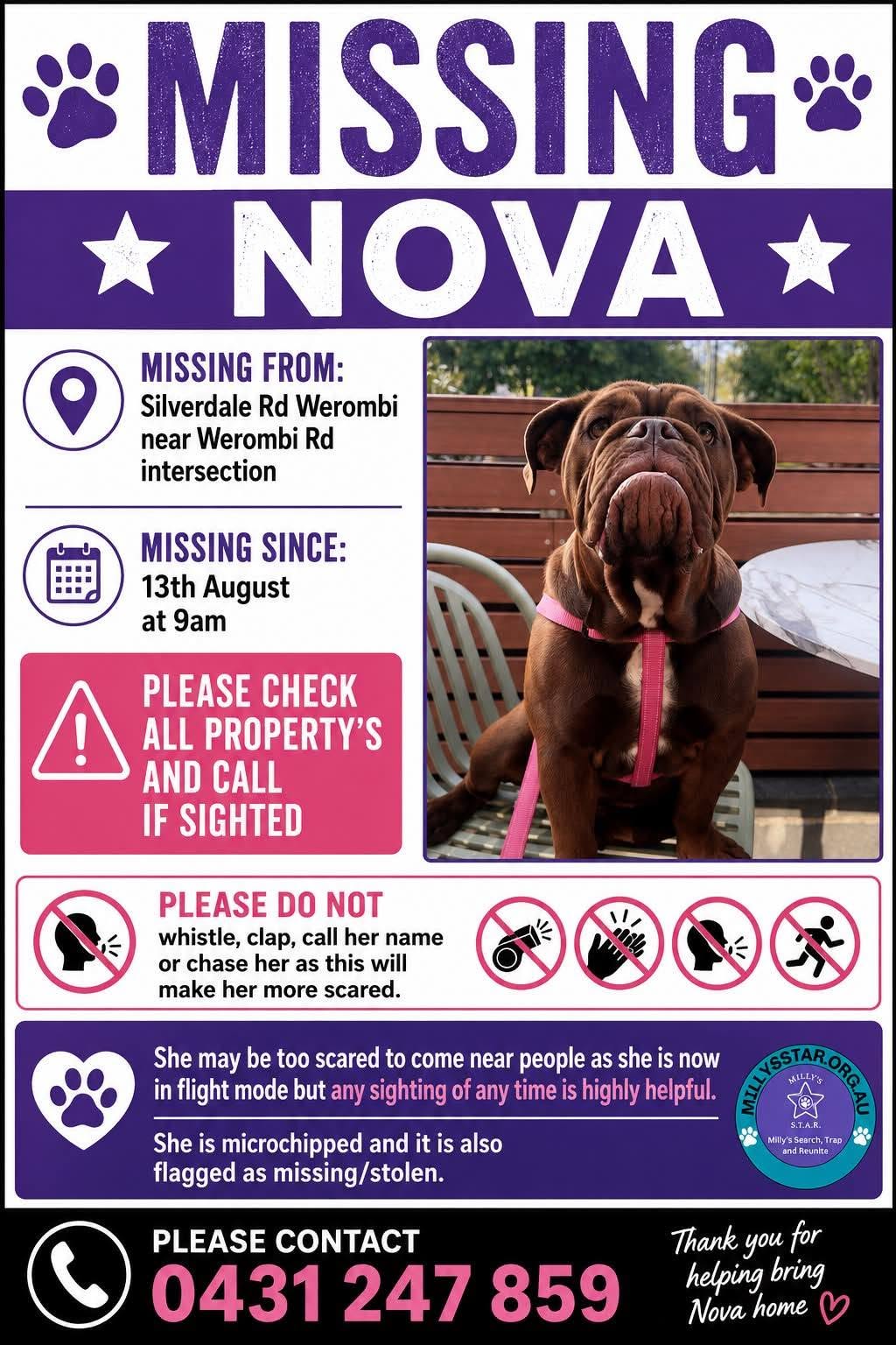 Lost Dog in Werombi