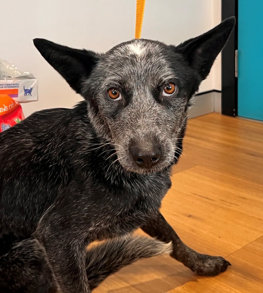 Found Dog in Lucknow