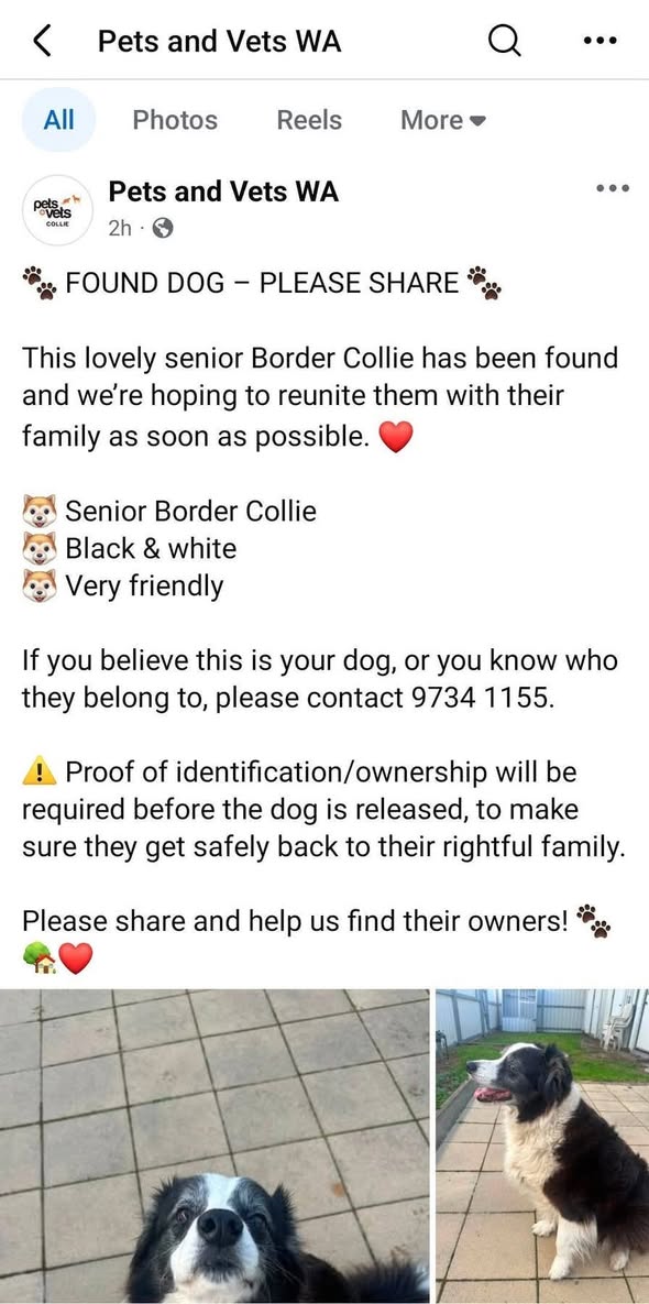 Found Dog in Western Australia