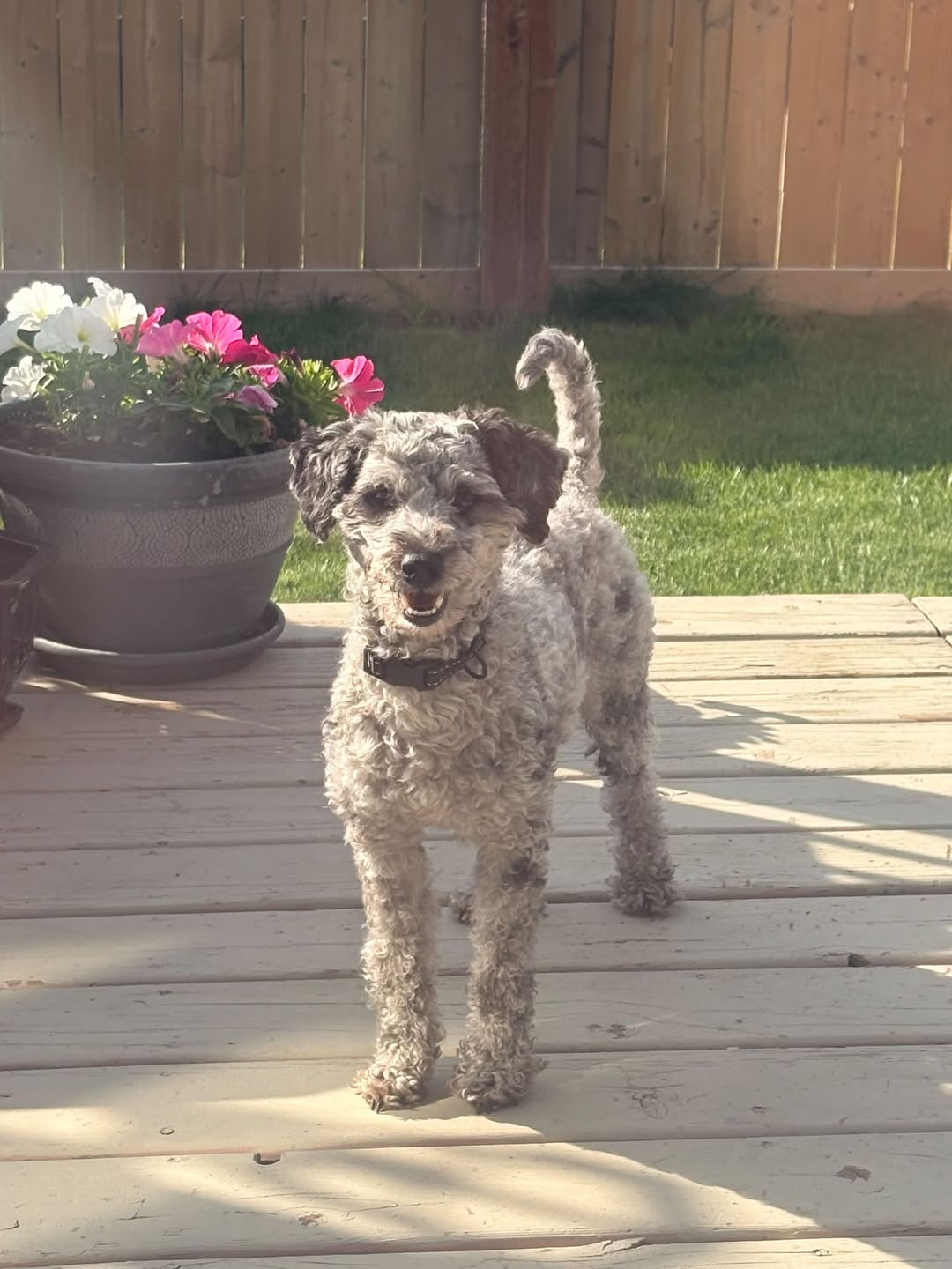Found dog