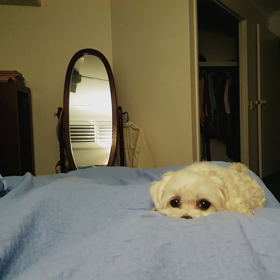 Lost dog