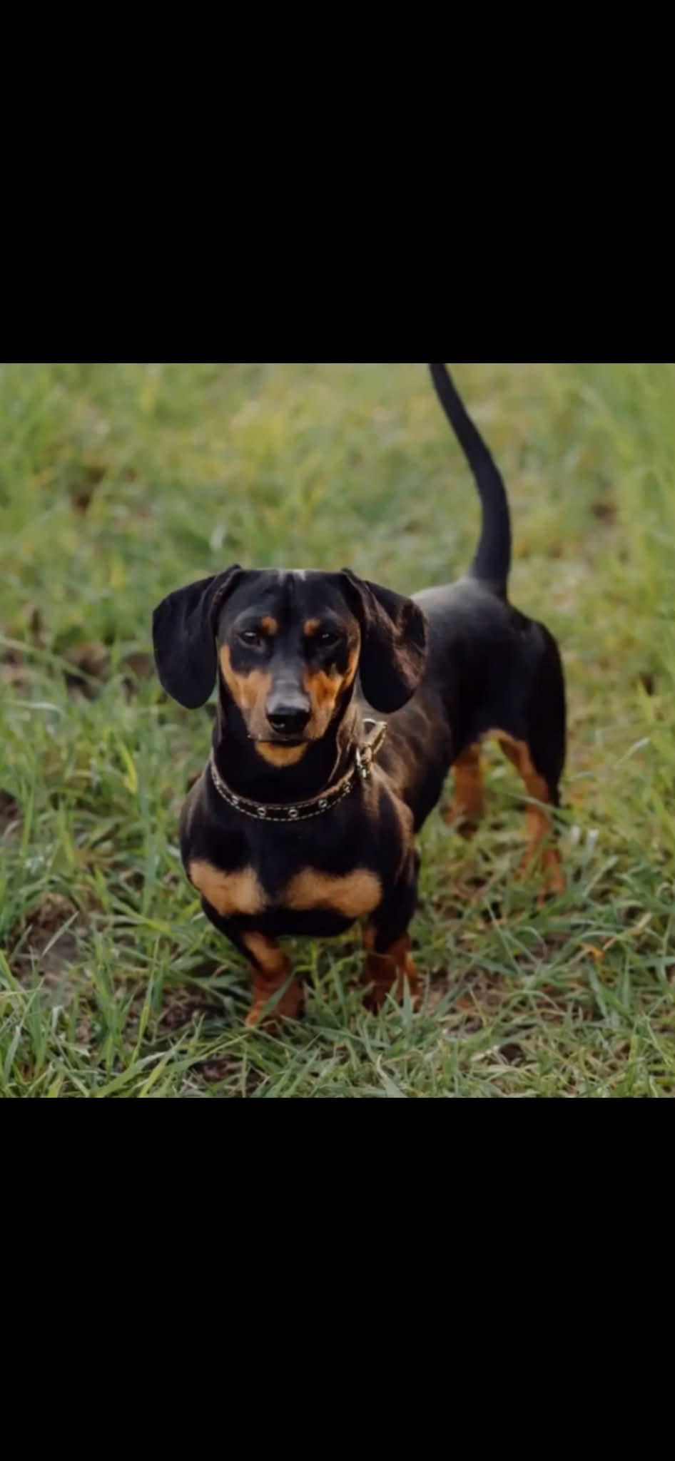 Lost Dog in Girrawheen