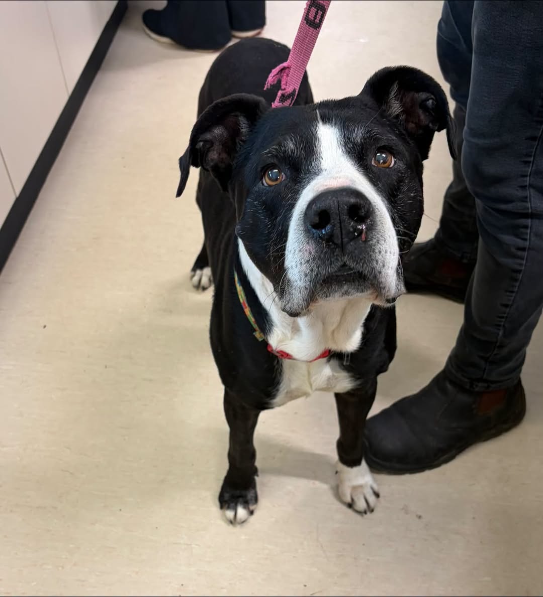 Found dog