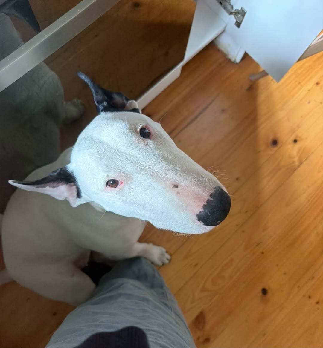 Lost Dog in New South Wales