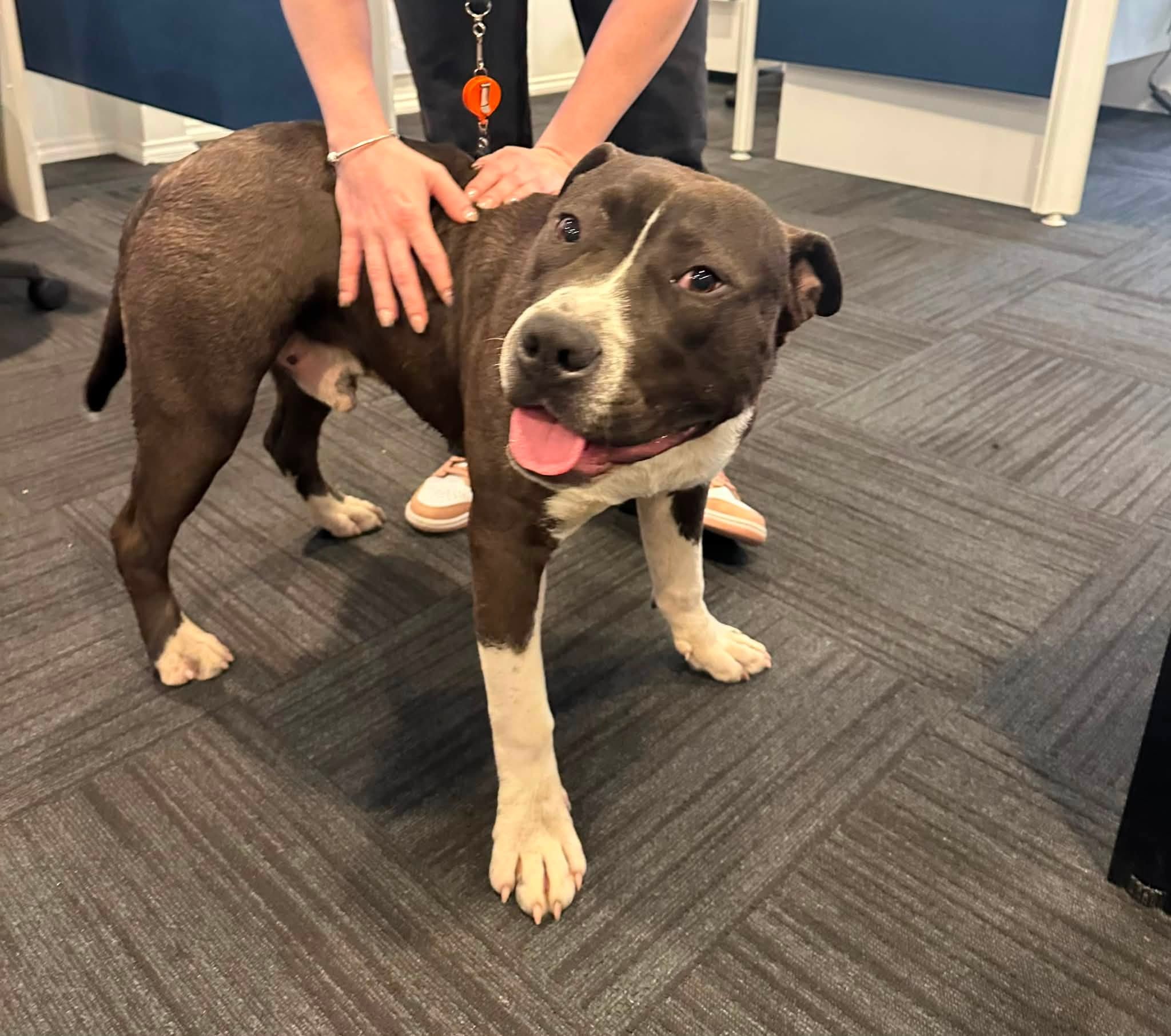 Found Dog in Australia