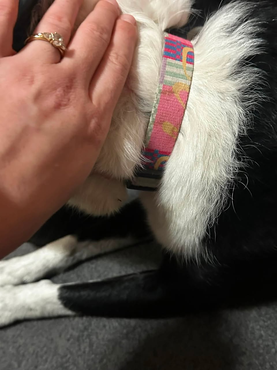 Found dog