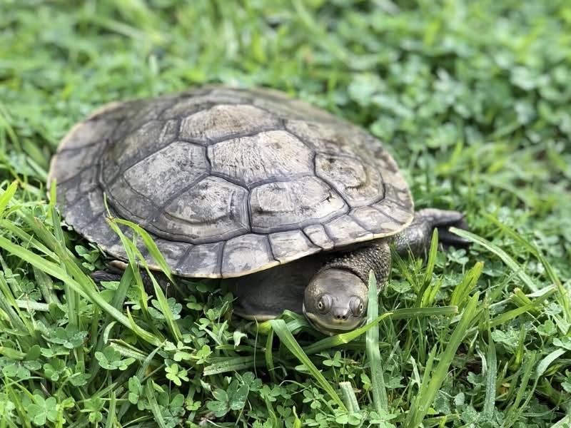 Lost Turtle in Rye