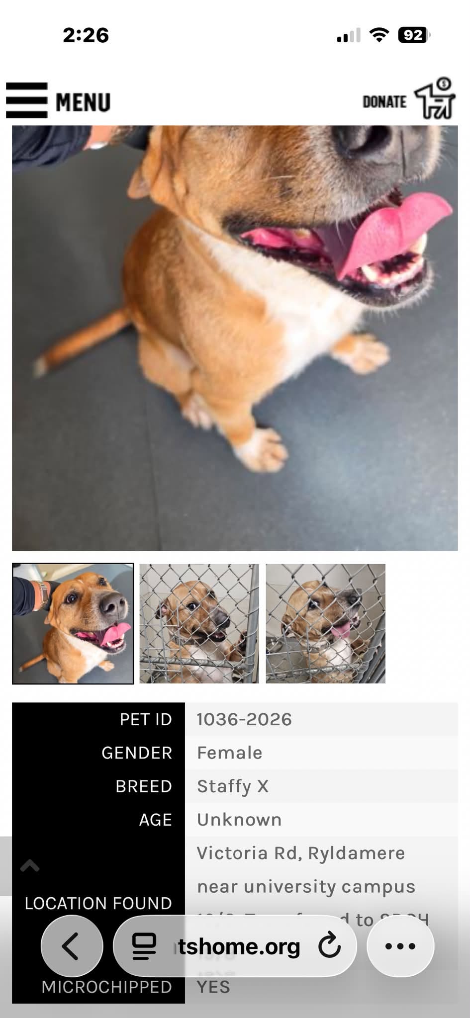 Found dog