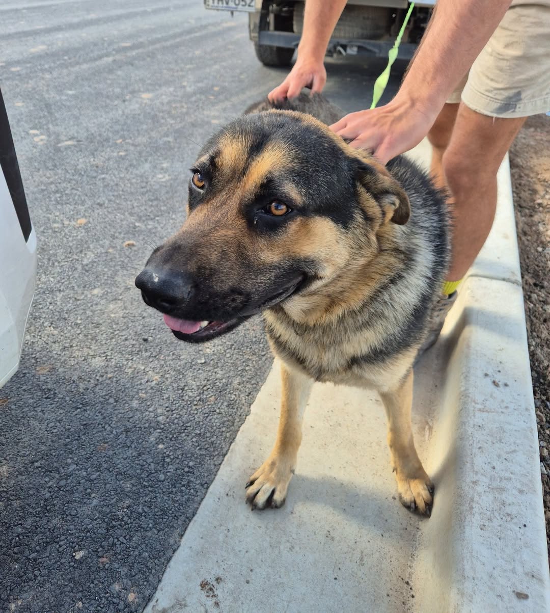 Found dog