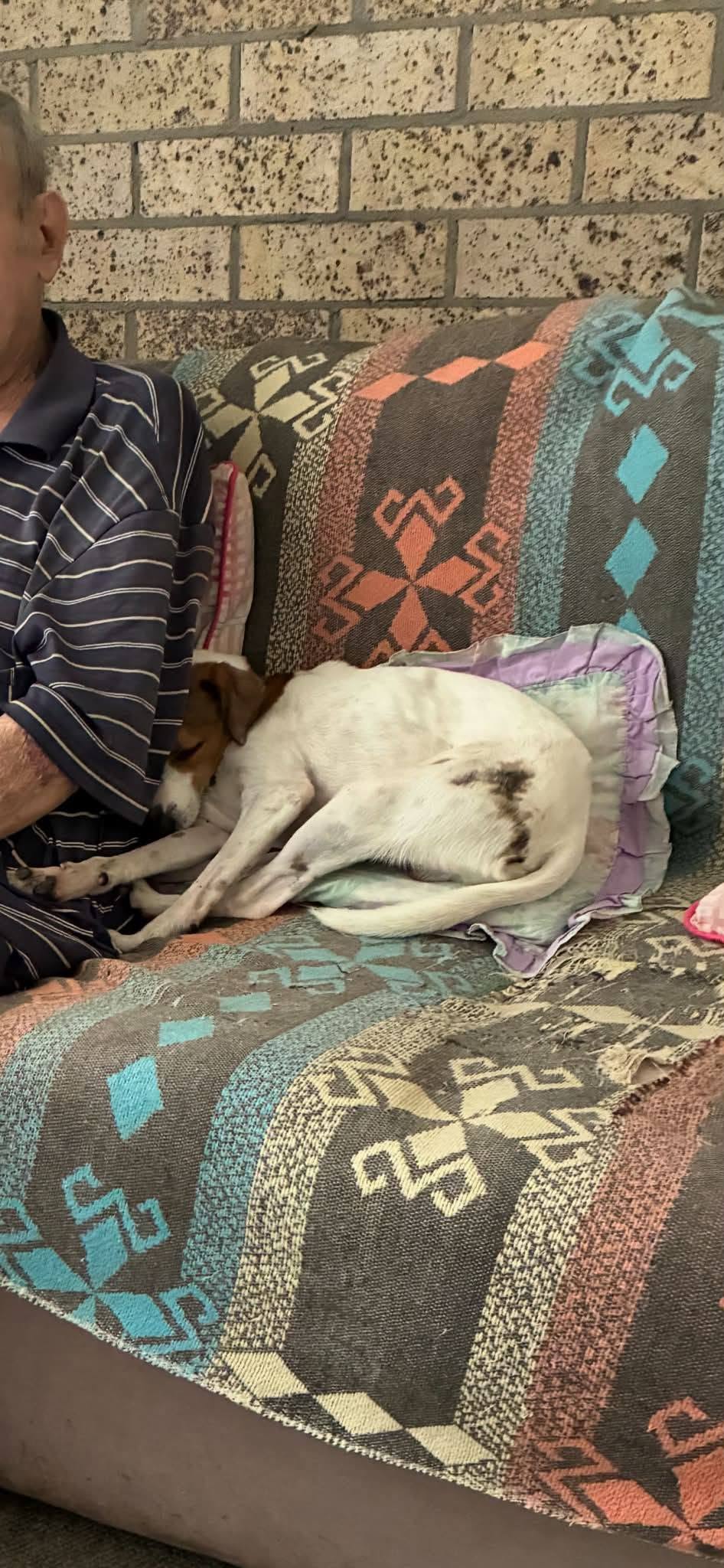 Lost Dog in New South Wales