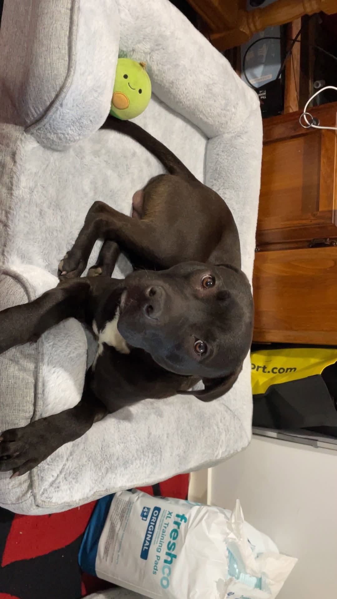 Lost dog