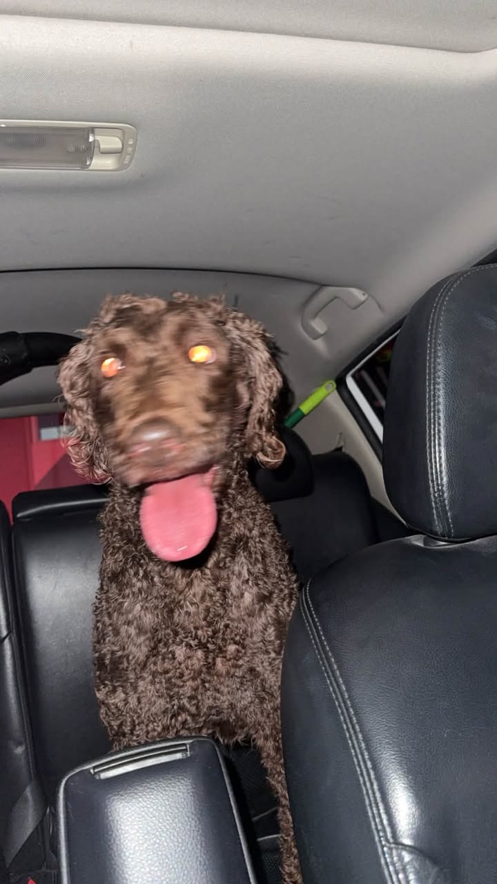 Found dog