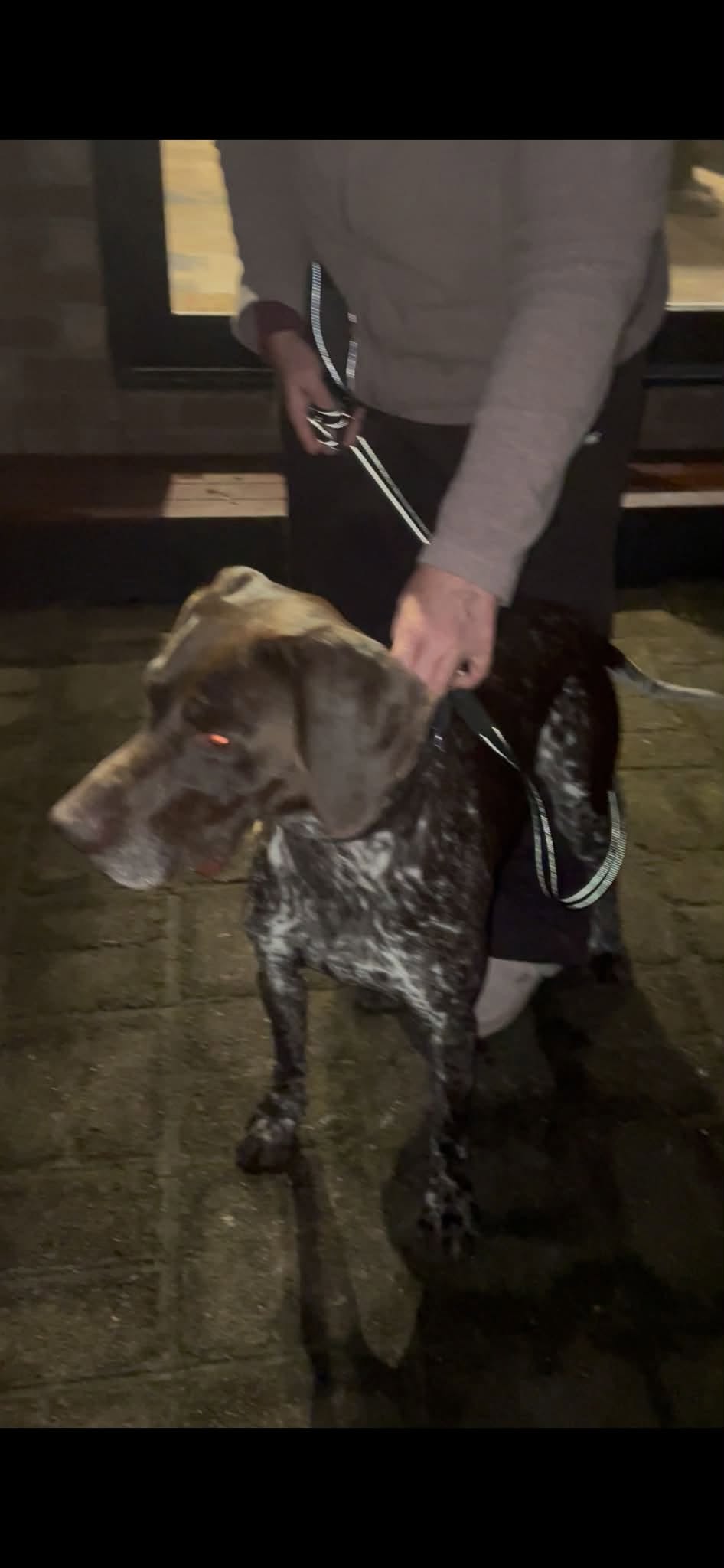 Found dog