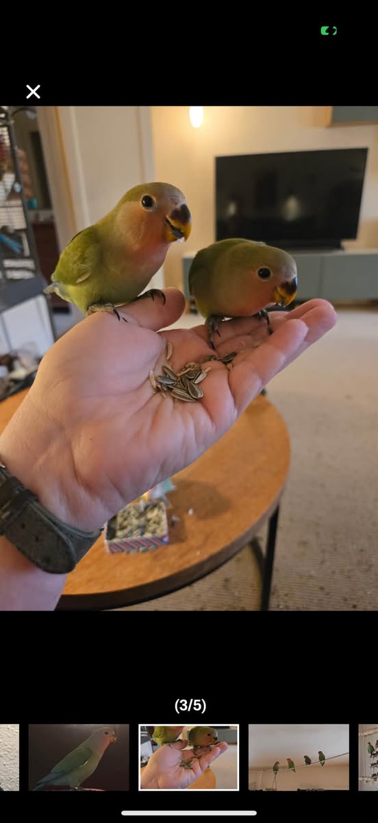 Lost bird