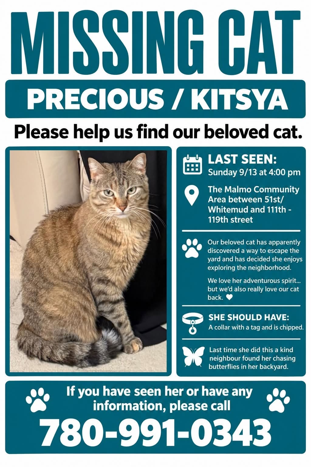 Lost cat