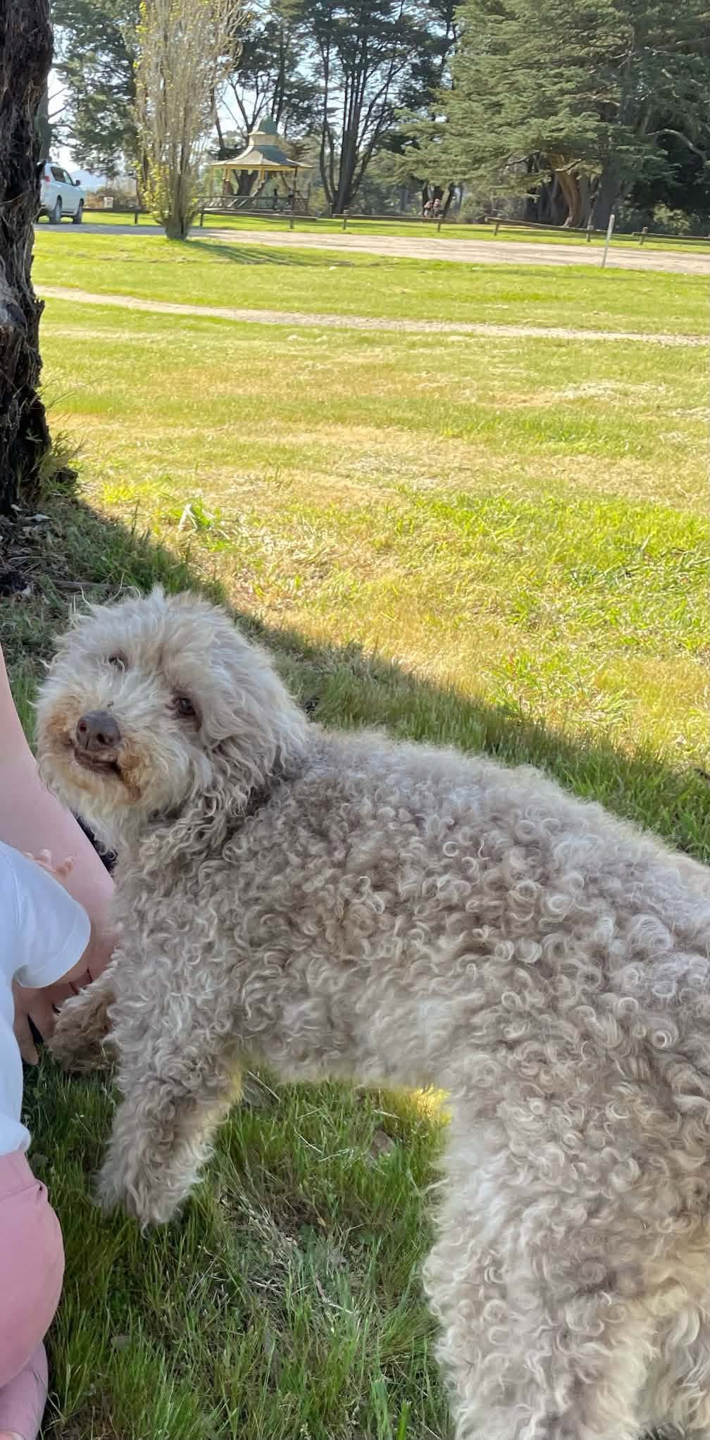 Lost dog
