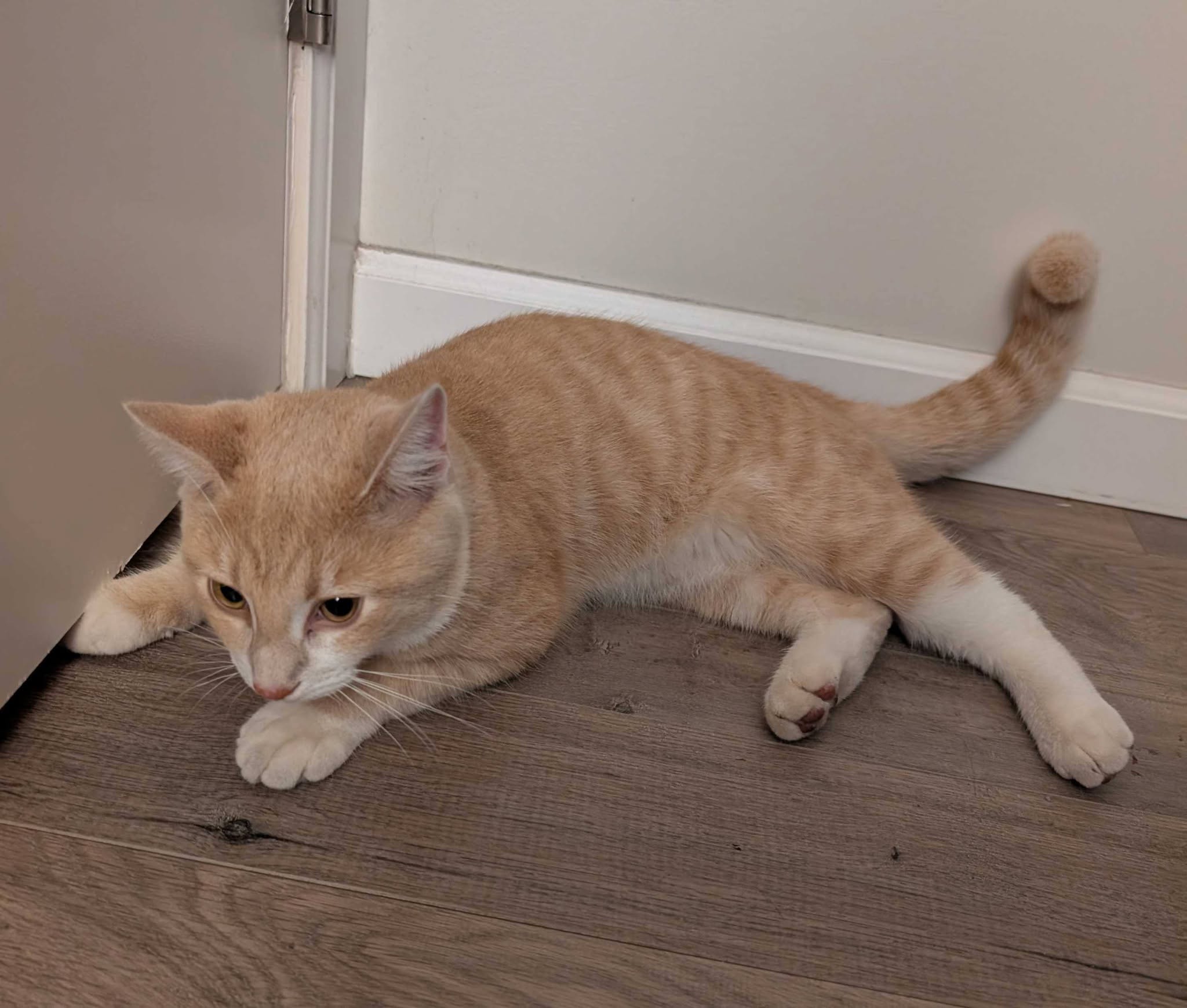 Found cat