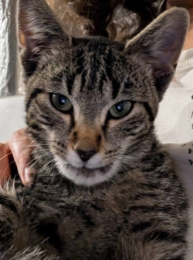 Found cat