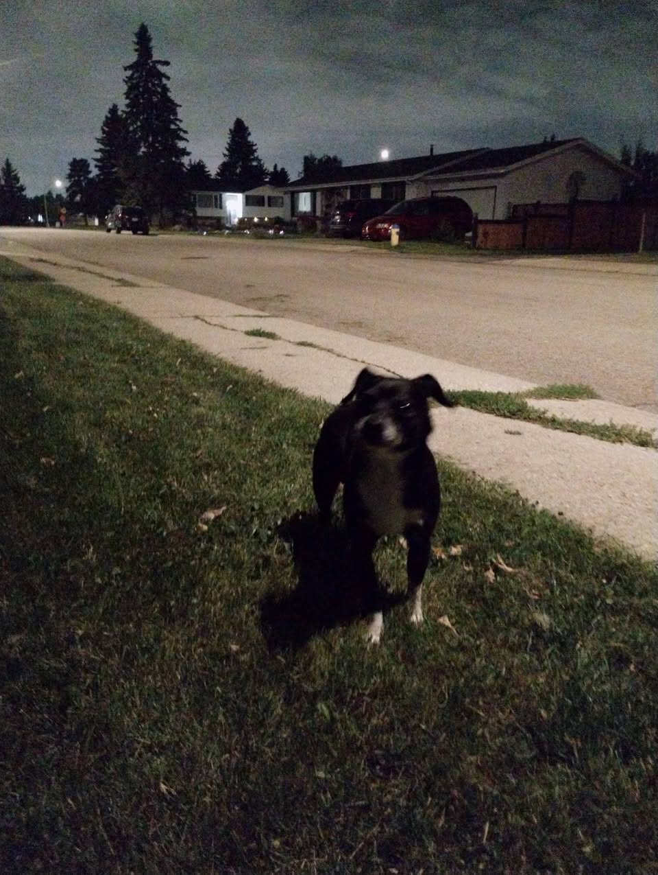 Found dog