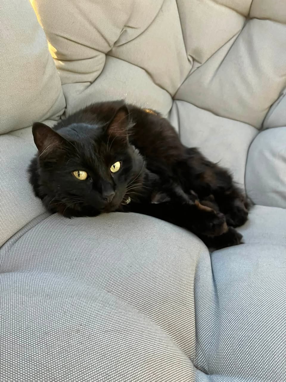 Lost Cat in Edmonton