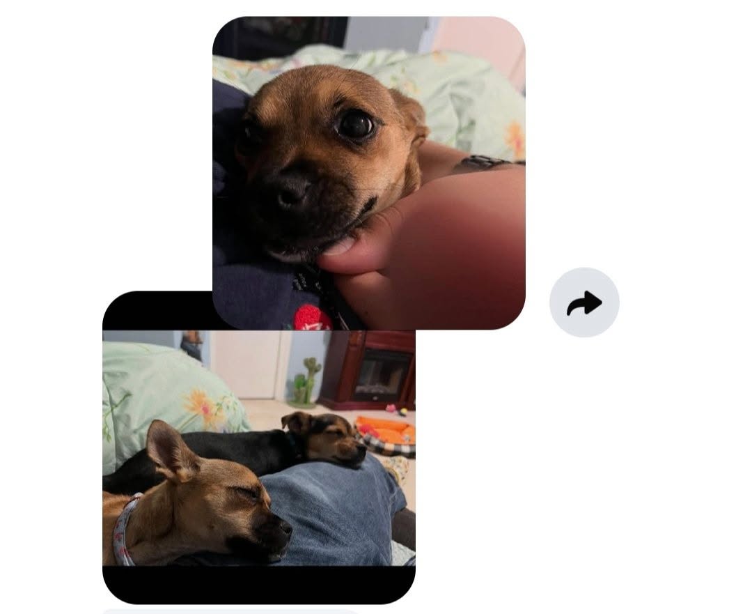 Lost dog