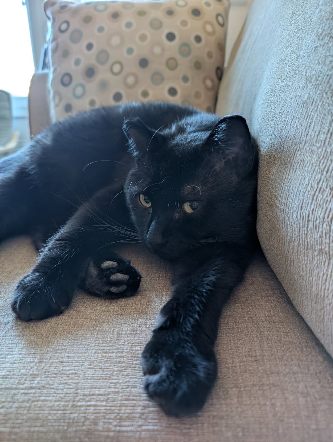 Lost Cat in Deer Ridge