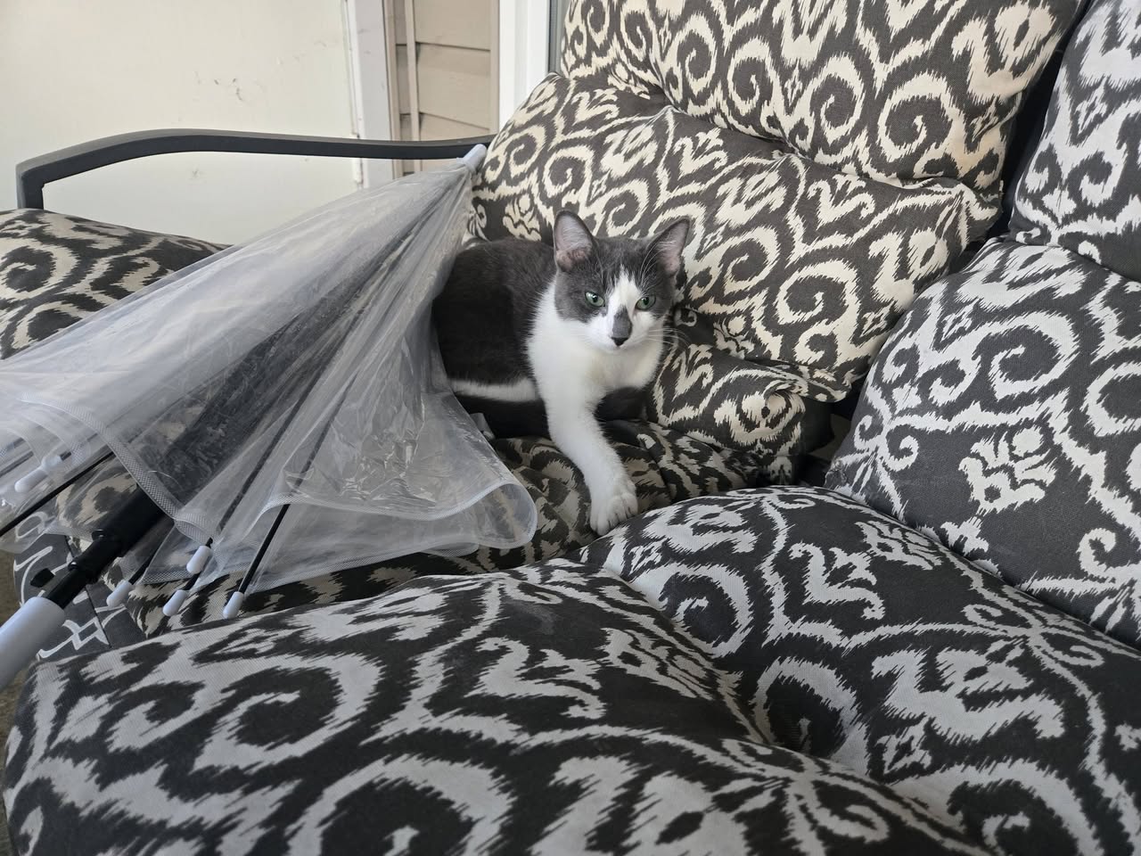 Lost Cat in Edmonton