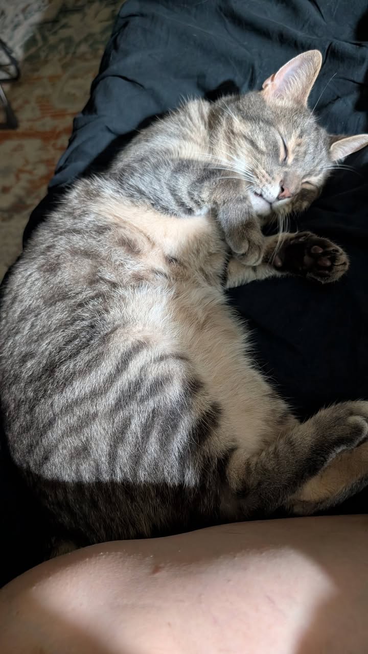 Lost Cat in Queen Alexandra