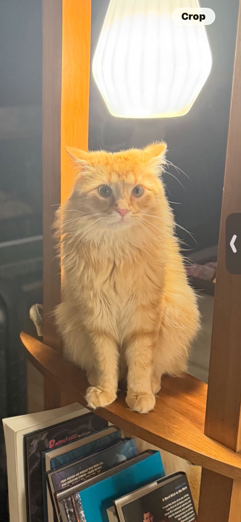 Lost cat