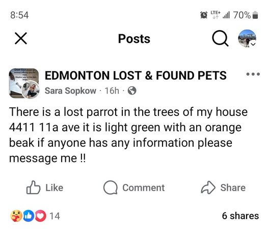 Lost Bird in Mill Woods