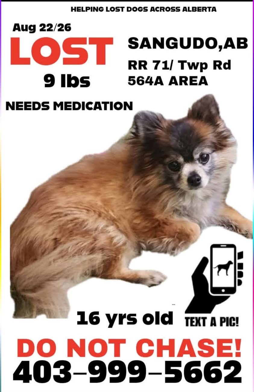 Lost dog