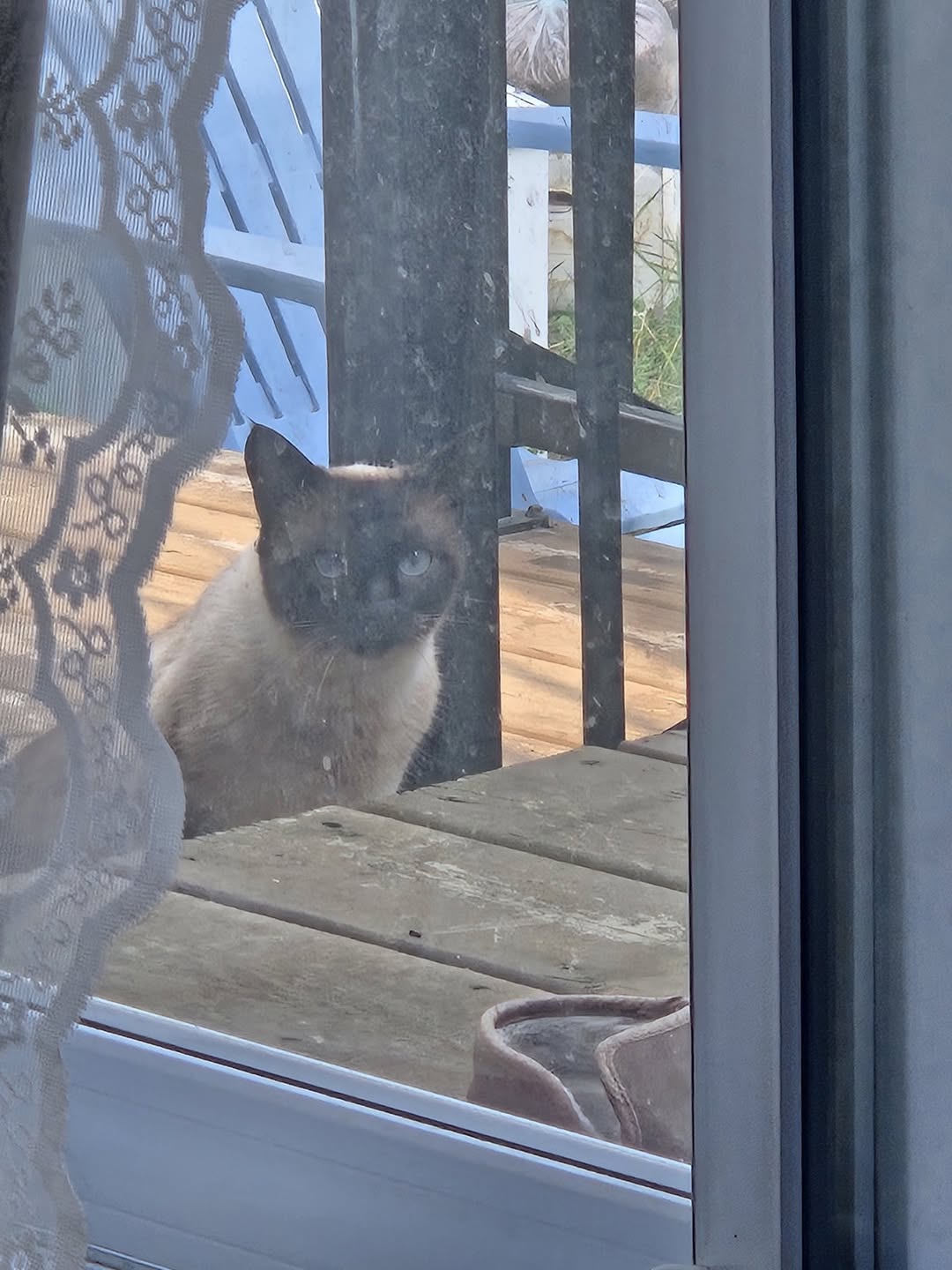 Found cat