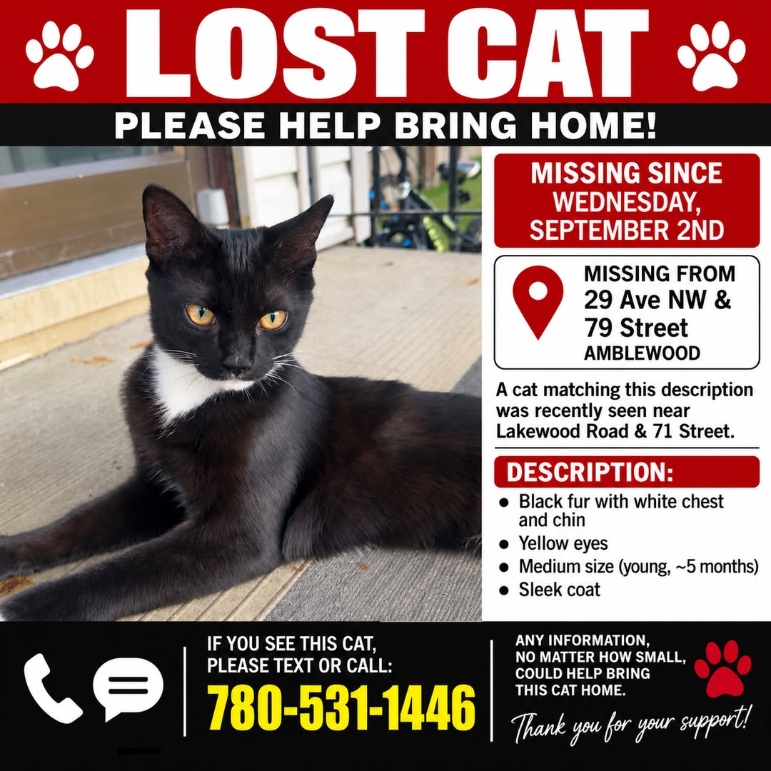 Lost Cat in Edmonton